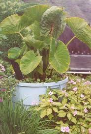 growing taro